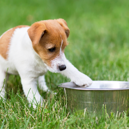Köpeklerde beslenme - Olympos Vet Antalya Veteriner
