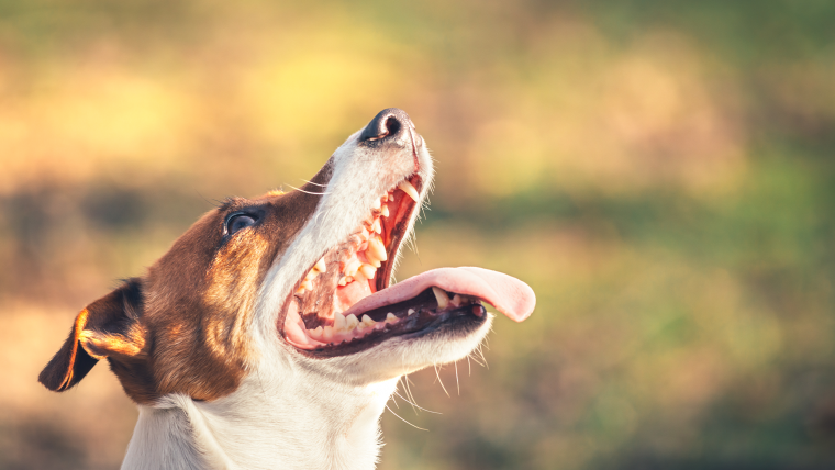 köpeklerde kötü ağız kokusu - olympos vet