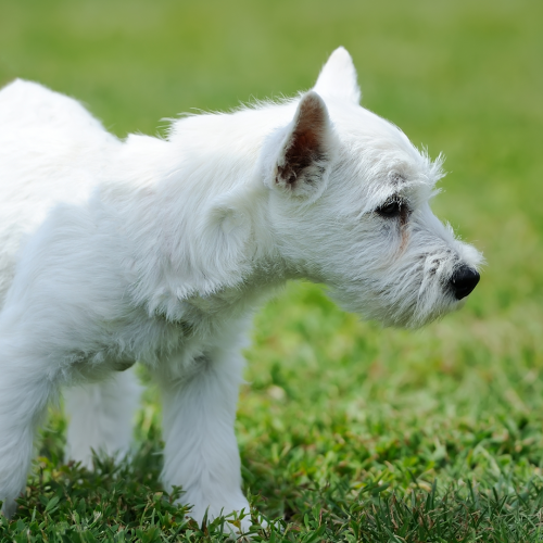 Yavru köpek seçimi ve ilk günler - akın kiremitçi-olympos vet-antalya veteriner