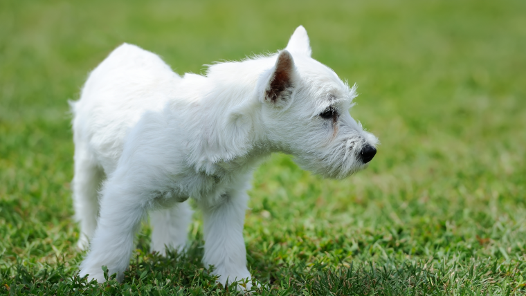 Yavru köpek seçimi ve ilk günler - akın kiremitçi-olympos vet-antalya veteriner